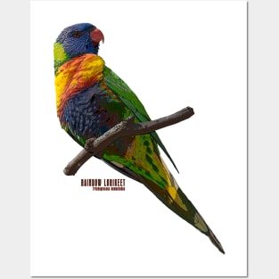 Rainbow Lorikeet_02C Posters and Art